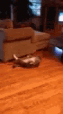 Cat Workout GIF - Cat Workout Crunches GIFs