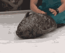 Seal Jiggly GIF - Seal Jiggly Jelly GIFs