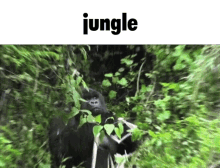 Jungle2 Junglecord GIF - Jungle2 Junglecord Hop On GIFs