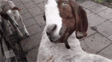 Goat Thats Twisted GIF - Goat Thats Twisted Twist GIFs