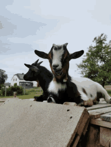 Chèvre Goat GIF - Chèvre Goat Chew GIFs