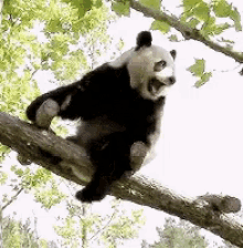 Panda Tree GIF - Panda Tree GIFs