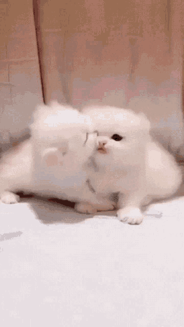 love-cat-love-cats.gif