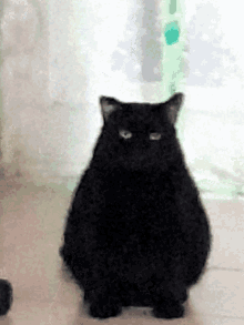 Item Black GIF - Item Black Cat GIFs