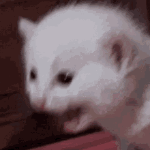 Controlmypc Cat GIF - Controlmypc Cat Screaming GIFs