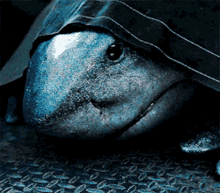 King Shark Hiding GIF - King Shark Hiding Hide Under Blanket GIFs