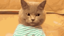 Cat Searching GIF - Cat Searching Computer GIFs