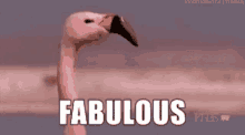 Fabulous Absolutely GIF - Fabulous Absolutely Flamingo GIFs