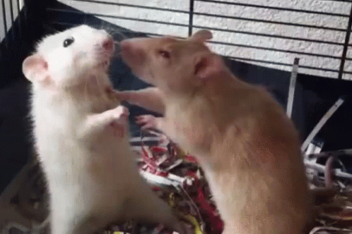 Rats Sniff GIF - Rats Sniff - Discover & Share GIFs.