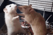 Rats Sniff GIF - Rats Sniff GIFs