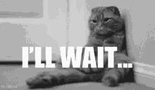 Funny Cats GIF - Funny Cats Ill Wait GIFs