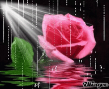 Pink Flower GIF - Pink Flower Raindrops GIFs