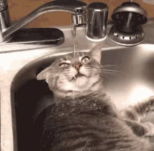 Thirsty Drinking From Faucet GIF - Thirsty Drinking From Faucet Drinking Water GIFs