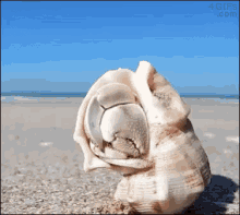 Hermit Crab Tap GIF - Hermit Crab Tap GIFs