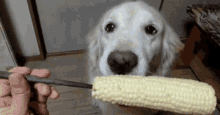 dog corn on the cob golden retriever food corn dog corn on the cob golden retriever food corn