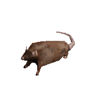 rat.gif
