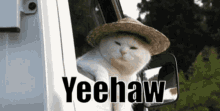 Yeehaw Cat Yeehaw GIF - Yeehaw Cat Yeehaw GIFs