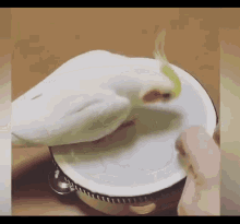 bird calopsita