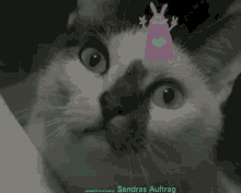 Hgich T Cat GIF - Hgich T Cat Sandras Auftrag GIFs