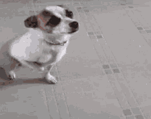 Cute Dog GIF - Cute Dog Play Time GIFs