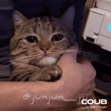 Cat Crying GIF - Cat Crying Cute GIFs