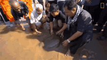 swimming rare giant softshell turtle released into the wild getting wet on the sea freedom swimming rare giant softshell turtle released into the wild getting wet on the sea freedom