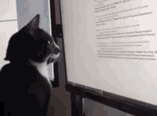 Cat Reads Reading GIF - Cat Reads Reading Cat Reading GIFs