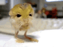 jerboa jerboanils pygmy jerboa pygmy
