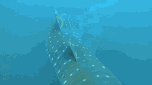 Whale Shark Shark GIF - Whale Shark Shark Tail Fin GIFs