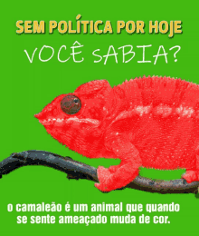 Camaleao Bolsonaro GIF - Camaleao Bolsonaro Voce Sabia GIFs