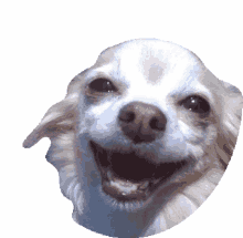 chihuahua haha dog dog laughing laugh chihuahua haha dog dog laughing laugh