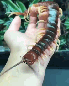 1000pat Centipede GIF - 1000pat Centipede Pet GIFs