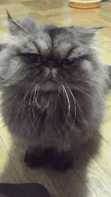 Judging Persian Cat GIF - Judging Persian Cat Long Hair Cat GIFs