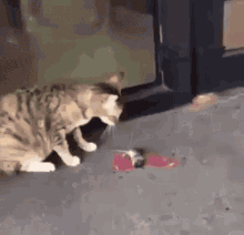 Bad Day Cat GIF - Bad Day Cat Mouse GIFs