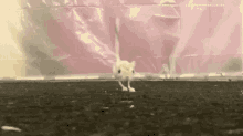 cute little jumping