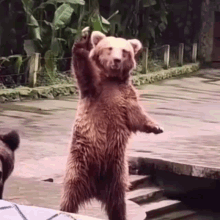 Bear Bear Calling GIF - Bear Bear Calling Fun Pet GIFs
