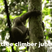 Tree Climber Monkey GIF - Tree Climber Monkey June GIFs