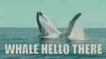 hello whale hello there pun