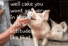 Cake Pig GIF - Cake Pig GIFs