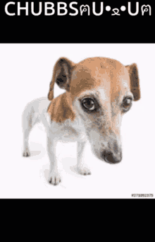 Chubbs Jack Russell GIF - Chubbs Jack Russell Jack Russell Terrier GIFs
