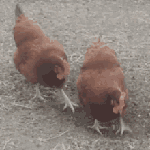 Galinha Galinhas GIF - Galinha Galinhas Chicken GIFs