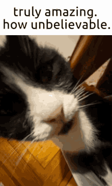 Cat Cat Stare GIF - Cat Cat Stare Staring Cat GIFs