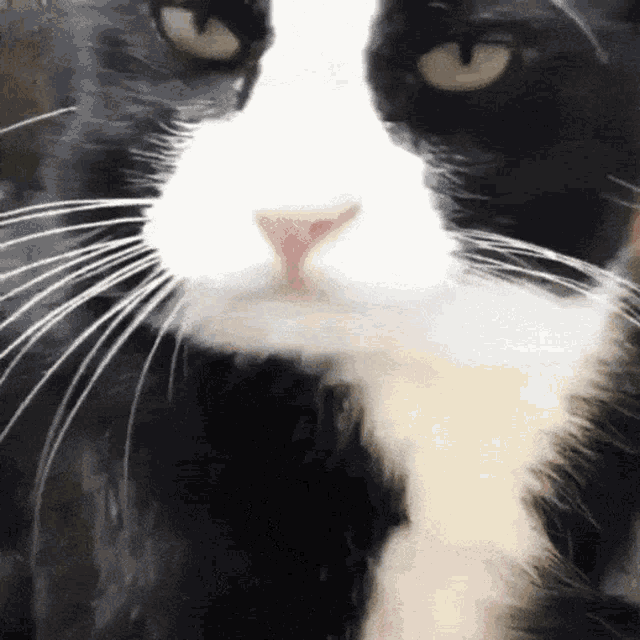 Bueno Cat GIF - Bueno Cat Slurp - Discover &amp; Share GIFs