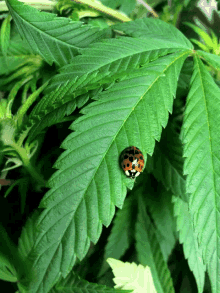leaf green lady ladybug miraculous