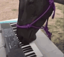 Band Of Horses Horse Play GIF - Band Of Horses Horse Horse Play GIFs