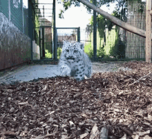 Snow Leopard Cat GIF - Snow Leopard Cat Hi GIFs