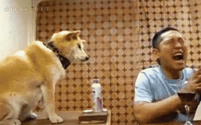 Spray Me Down, Dog - Stinky GIF - Stinky Dog Spray GIFs