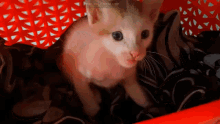 hello hello there hello kitty billa cat