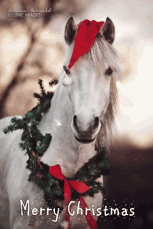 Merry Christmas Horse GIF - Merry Christmas Horse Snow GIFs