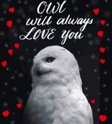 Birds Valentines Day Gif Owl Will Always Love You GIF - Birds Valentines Day Gif Owl Will Always Love You Owl GIFs